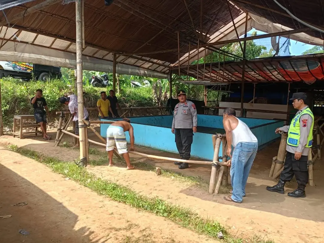 sabung ayam