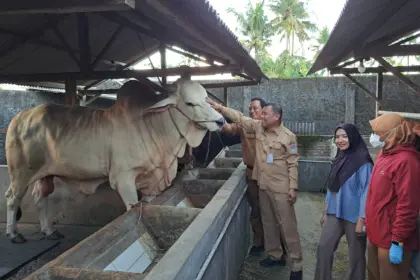 Sapi Kurban Jumbo dari Maos Cilacap Dibanderol Rp80 Juta, Bobot Hampir 1 Ton