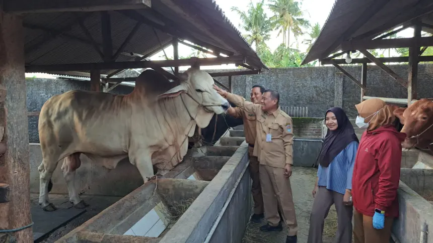 Sapi Kurban Jumbo dari Maos Cilacap Dibanderol Rp80 Juta, Bobot Hampir 1 Ton