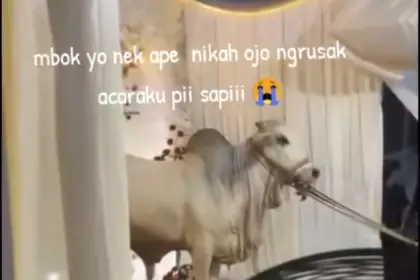 Momen saat seekor sapi kurban menerobos masuk ke lokasi pernikahan warga di Desa Kulon Pasir, Karanglewas, Banyumas. (Foto: Tangkapan layar TikTok @meiwinda75)
