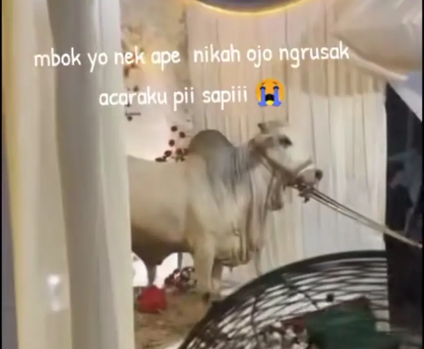 Momen saat seekor sapi kurban menerobos masuk ke lokasi pernikahan warga di Desa Kulon Pasir, Karanglewas, Banyumas. (Foto: Tangkapan layar TikTok @meiwinda75)