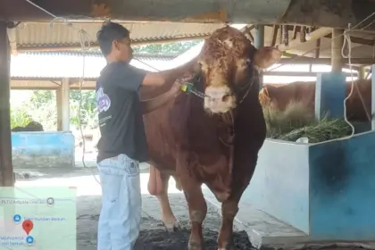 Sapi kurban pilihan Presiden Prabowo dari Cilacap berbobot lebih dari 1 ton. (Dispertan).