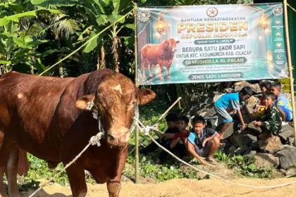 Sapi Limosin 1 Ton Bantuan Prabowo Disembelih di Kedungreja Cilacap