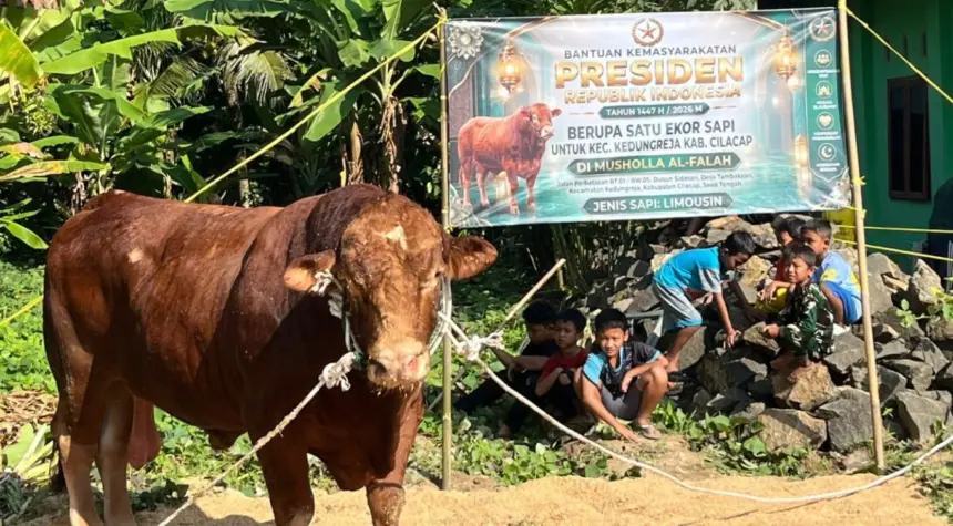 Sapi Limosin 1 Ton Bantuan Prabowo Disembelih di Kedungreja Cilacap