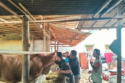 Jelang Iduladha, Cilacap Tancap Gas Vaksinasi 5.000 Sapi, 160 Petugas Diterjunkan