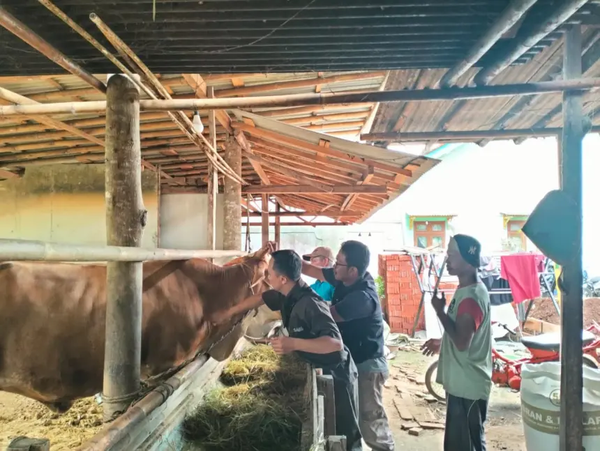 Jelang Iduladha, Cilacap Tancap Gas Vaksinasi 5.000 Sapi, 160 Petugas Diterjunkan