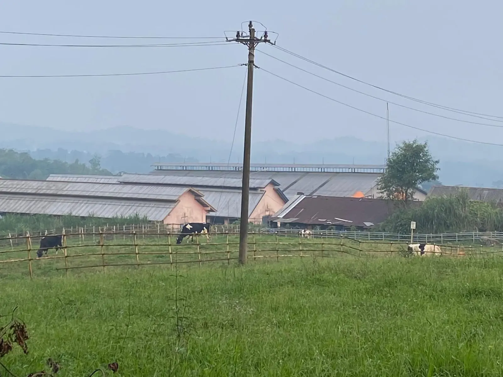 Wisata edukasi sapi pernah di Desa Kemutug Lor, menjadi destinasi yang wajib dikunjungi bersama keluarga. (Seputar Banyumas)